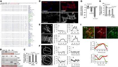 A Synthetic Small RNA Homologous to the D-Loop Transcript of mtDNA Enhances Mitochondrial Bioenergetics